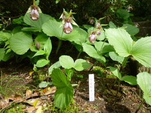 箱根仙石原山荘　クマガイソウ